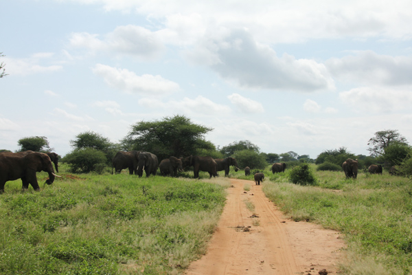 Safari combineren met een Maasai avontuur 