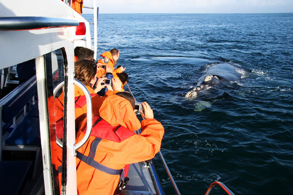 Walvissen Expeditie